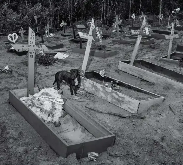  ??  ?? MANAUS À Manaus, le nombre de funéraille­s a triplé depuis le début de la crise du Covid-19, au point que le cimetière de Parque Taruma a dû creuser de nouvelles fosses communes.