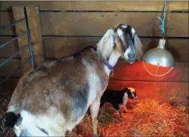  ?? PHOTO BY EMILY RYAN ?? Goats provide milk at Yellow Springs Farm.