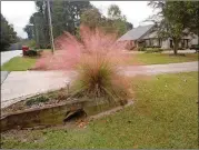  ?? JOURNAL-CONSTITUTI­ON WALTER REEVES FOR THE ATLANTA ?? Solitary clumps or broad masses of muhly grass are equally beautiful in autumn. They should be clipped to 6 inches high in February.