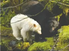  ?? DOUG NEASLOSS ?? A spirit bear cub explores with its mom. Spirit bear coloration requires a genetic variation to be carried by both parents.