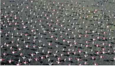  ??  ?? Una bandada de flamencos a punto de emprender el vuelo en la Dehesa de Abajo, en Sevilla.