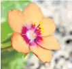  ??  ?? Scarlet pimpernel (Anagallis arvensis)