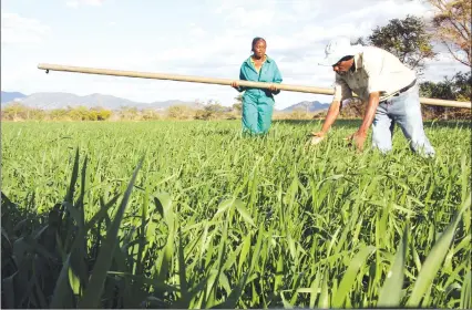  ?? — (Picture by Innocent Makawa) ?? Workers lay irrigation pipes in a wheat field supported by the Command Agricultur­e Programme at Kwayedza Farm in Glendale yesterday.