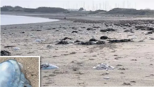  ??  ?? Hundreds of jellyfish wash up on Pwllheli beach after storms.