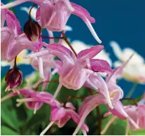  ?? ?? RARE SIGHT: Epimediums range from the robust pink youngianum ‘Roseum’, above, to the delicate warleyense variety, top.