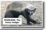  ??  ?? FEARLESS: The honey badger