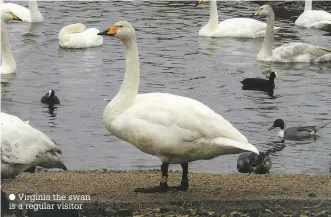  ??  ?? Virginia the swan is a regular visitor