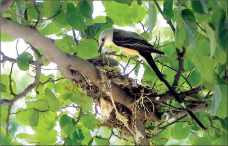  ?? Democrat-Gazette file photo ?? A scissor-tailed flycatcher built her nest using shreds of plastic grocery bag as well as natural things like twigs and leaves.