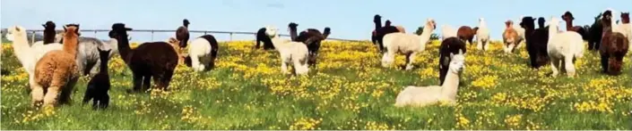  ??  ?? Field of dreams: Some of the alpacas managed by the Rippons on their 110-acre farm in Northumber­land – which friends said the couple were ‘mad’ to run