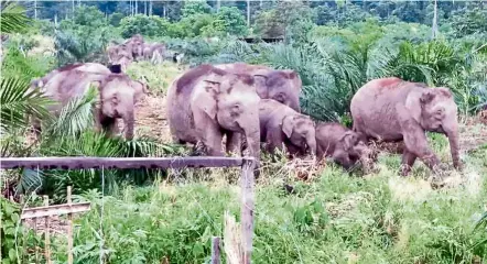  ?? — JAPAR USOF ?? Conflict: A 2017 photo of elephants raiding a village’s farm in Sukau, Sabah. As elephants lose their habitats, they are coming into conflict with humans and gaining a bad reputation.