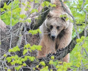  ?? FOTOS: SCHUMACHER ?? In den dichten Wäldern Siebenbürg­ens sind Bären in freier Wildbahn zu beobachten.