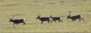  ?? CP FILE PHOTO ?? A 40-year-old controvers­y about drilling for oil in an Alaskan wildlife refuge has resurfaced this month, prompting a northern First Nation to ask Prime Minister Justin Trudeau to intervene.