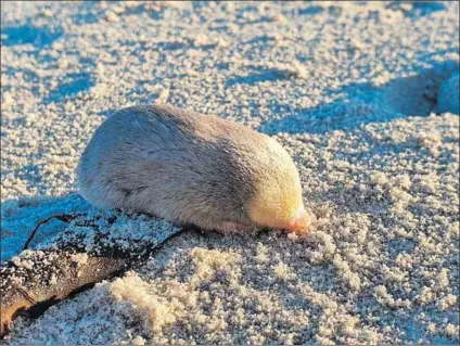  ?? ?? Elusive: There are several species of golden mole, including the endangered Van Zyl’s mole, but the existence of De Winton’s (above) was in doubt until it was found on the West Coast beach at Port Nolloth (below).