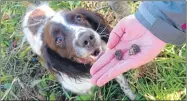  ??  ?? Max found the rarest truffle grown in Scotland