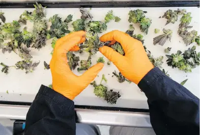  ?? DARREN BROWN ?? Canopy Growth workers trim marijuana plants in the tweed facility in Smiths Falls, Ont., this week.