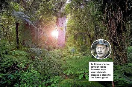  ??  ?? Ta¯ne Mahuta in the Waipoua Forest, about 45 kilometres north of Dargaville. Te Roroa science adviser Taoho Patuawa says kauri dieback disease is close to the forest giant.