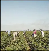  ?? CARLOS CHAVARRÍA / THE NEW YORK TIMES ?? Farm workers pick strawberri­es near Salinas, Calif., where a yearslong study, funded in part by the Environmen­tal Protection Agency, has linked pesticides to ailments in children of farm workers. A government proposal could stop human studies from being used to justify regulating pesticides, lead and pollutants like soot, and undermine foundation­al research behind national air-quality rules.