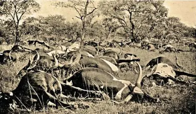  ?? LOOSELY FOTO: J.S. ?? Hierdie beeste het in die vroeë 1900’s op die grens tussen Suid-Afrika en Botswana weens runderpes gevrek. Die skatting is dat meer as 2,5 miljoen beeste gevrek het en vrylewende buffels uitgewis is.