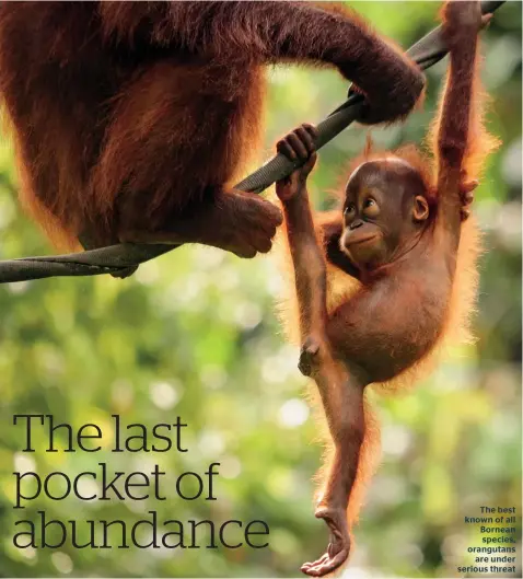  ??  ?? The best known of all Bornean species, orangutans are under serious threat