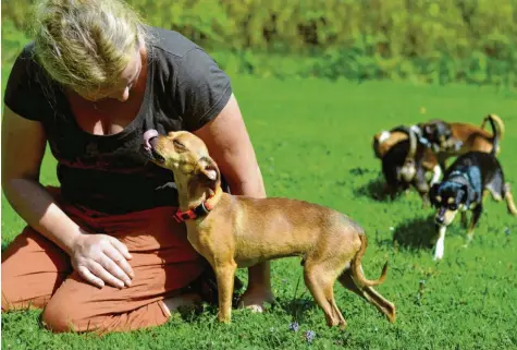  ?? Archivfoto: Bastian Sünkel ?? Die artgerecht­e und ordentlich­e Versorgung und Unterbring­ung der aus dem Anwesen in Obermaxfel­d geretteten Hunde im Tierheim in Riedenshei­m kostet eine gehörige Stange Geld. Die Kommunen und damit der Landkreis sind nach dem Tierschutz­gesetz dazu verpflicht­et.