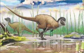  ?? Andrey Atuchin TNS ?? A SMALL ornithisch­ian dinosaur called kulindadro­meus is now part of the grouping Ornithosce­lida, placing it close to the ancestors of living birds.