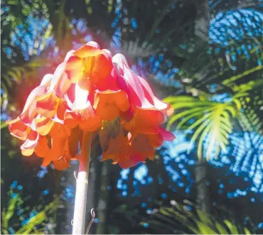  ?? Picture: GUNTHER ILLEK ?? Winter flower power at the Coast.