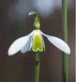  ??  ?? Winged galanthus ‘Seagull’.