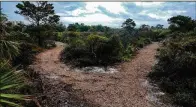  ?? PHOTOS BY RICHARD GRAULICH / THE PALM BEACH POST ?? The new south trail, made of wood chips, splits into two directions at one point.