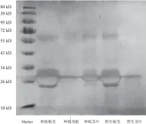  ??  ?? Tris-HCl 法提取黄连不同部位 SDS-PAGE 蛋白电泳图