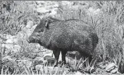  ?? [PHOTO BY TOM BRAKEFIELD,
THINKSTOCK] ?? A javelina apparently can become pretty scrappy, as attested by columnist Neil Garrison.