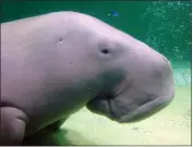  ?? LINDA LOMBARDI — THE ASSOCIATED PRESS FILE ?? A dugong swims at the Toba Aquarium in Toba, Japan, on Sept. 5, 2012. Population­s of the vulnerable species of marine mammal, numerous species of abalone and a type of Caribbean coral are now threatened with extinction, an internatio­nal conservati­on organizati­on said Friday.