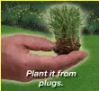  ?? ?? Plant it from plugs.