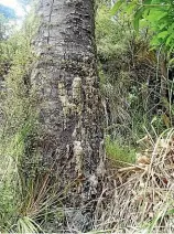  ?? JEAN KING ?? Kauri dieback seen here on trees in the Waitakere Ranges.