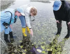  ?? DAVID DOSSOR ?? Booking a tour of Mansons Landing’s lagoon with the Cortes Museum and Archives is a must-do activity on the island.