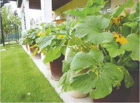  ??  ?? Squash grow easily in pots but they need to be planted later in Calgary.