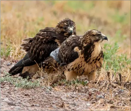  ?? ?? LEFT: A parent and juvenile Swainson’s hawk at Bosque del Apache National Wildlife Refuge. RIGHT: A black bear walks across a dirt road in August at Bosque del Apache National Wildlife Refuge.