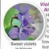  ?? ?? Sweet violets in bloom © Shuttersto­ck