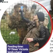  ??  ?? Feeding time:
TV Times’ Victoria lends a hand