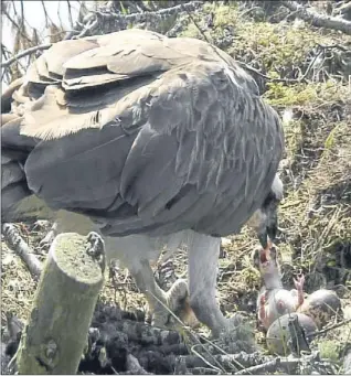  ?? Pictures: Phil Hannah. ?? Above — proud mother Lady feeds her first chick in two years. Below — little does the new arrival know the sensation it has caused worldwide.