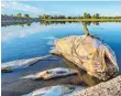  ?? FOTO: PATRICK PLEUL/DPA ?? Tote Fische treiben im flachen Wasser des deutsch-polnischen Grenzfluss­es Oder.