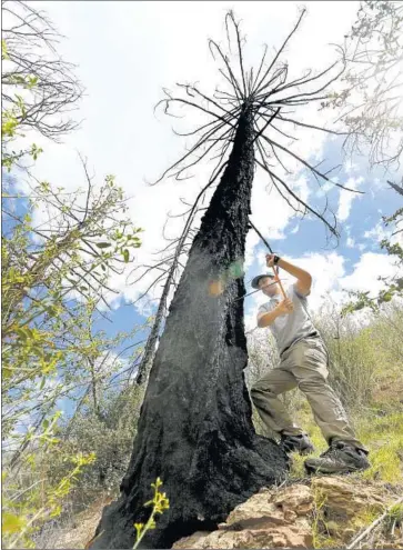  ?? Mel Melcon Los Angeles Times ?? RESEARCH assistant Ryan Salladay extracts a coring from a dead bigcone Douglas fir. The tree had managed to survive the 2007 Zaca fire and resprouted, only to die some years later.