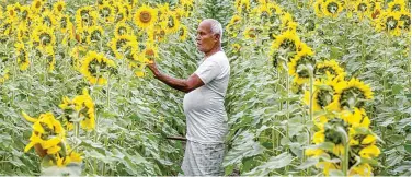  ?? Agence France-presse ?? ↑
A farmer checks his sunflower field at Singimari village in Assam on Saturday.