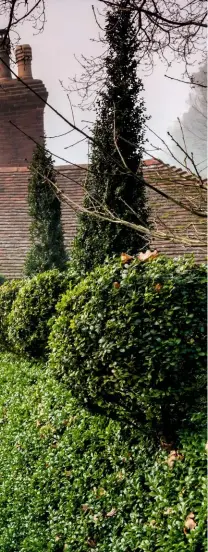  ??  ?? Yew and box lead to an outbuildin­g, the hedge bearing spherical topiary resembling a line of guardsmen. Grasses dotted in large weathered containers mirror the topiary mounds. They include Arum italicum, carex, crataegus, Hakonechlo­a macra and Hedera helix ‘Buttercup’.