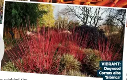  ?? ?? VIBRANT:
Dogwood Cornus alba ‘Sibirica’