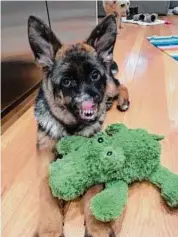  ?? Contribute­d photo/Danbury Animal Welfare Society ?? Gwen, a six-month-old German shepherd, lost her nose from an immune-mediated disease called puppy strangles. She has been treated by the Danbury Animal Welfare Society and is preparing for a second surgery in Boston on March 14.