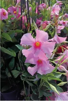  ??  ?? A summer flowering climber is a thing of beauty - this Mandevilla ‘Tourmaline’ is an ideal plant for a warm, sunny arbour.