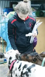  ??  ?? Nilma Primary School student Zaic Farmer feeds calves Cadbury and Ushi.