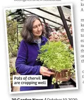  ??  ?? Pots of chervil are cropping well