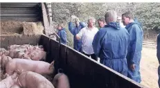  ??  ?? Im offenen Stall stehen die Schweine auf Stroh. Ein Ziel von Landwirt Willi Steffens ist es, Emissionen zu reduzieren.