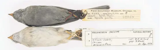  ??  ?? Die gleiche Vogelart (Field Sparrow, Spizella pusilla) mit und ohne Rußverdrec­kung: oben ein Balg aus dem Jahr 1906 und unten von 1996.